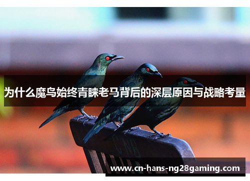 为什么魔鸟始终青睐老马背后的深层原因与战略考量
